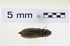 Foto (Dorsalansicht) von Limonius nitidulus (NHMW-ZOO-COL-0008612)